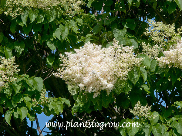 large panicles of white flower